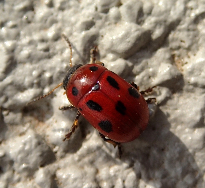 Gonioctena fornicata